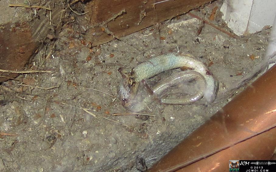 Discarded Alligator Lizard body